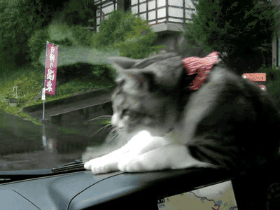Bored With Pranking Your Friends? Prank Your Cat, Instead Bored With Pranking Your Friends? Prank Your Cat, Instead