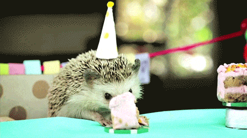Ridiculously Happy Animals Celebrating Their Birthday Ridiculously Happy Animals Celebrating Their Birthday