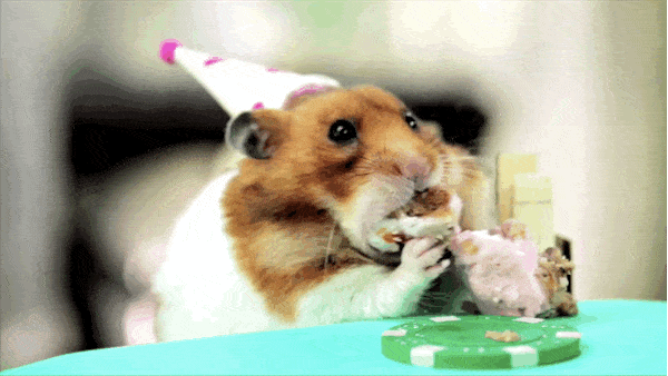 Ridiculously Happy Animals Celebrating Their Birthday Ridiculously Happy Animals Celebrating Their Birthday
