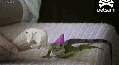 Ridiculously Happy Animals Celebrating Their Birthday Ridiculously Happy Animals Celebrating Their Birthday