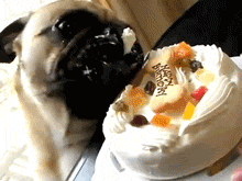 Ridiculously Happy Animals Celebrating Their Birthday Ridiculously Happy Animals Celebrating Their Birthday