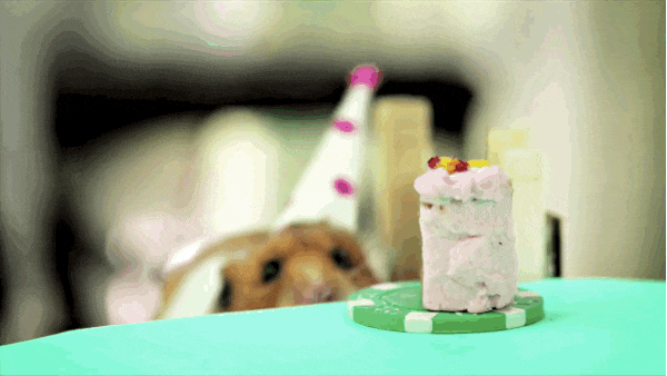 Ridiculously Happy Animals Celebrating Their Birthday Ridiculously Happy Animals Celebrating Their Birthday