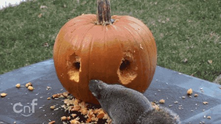 5 Steps To Carving A Pumpkin If You’re A Squirrel