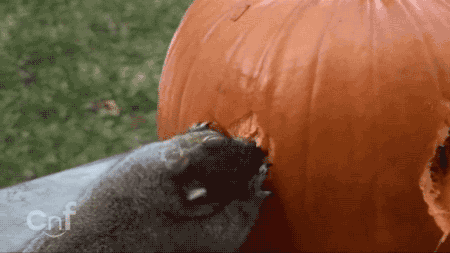 5 Steps To Carving A Pumpkin If You’re A Squirrel 5 Steps To Carving A Pumpkin If You’re A Squirrel