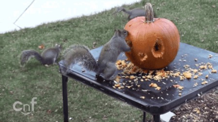 5 Steps To Carving A Pumpkin If You’re A Squirrel