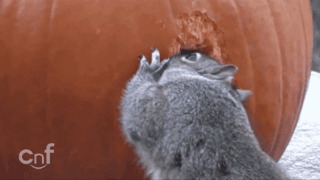 5 Steps To Carving A Pumpkin If You’re A Squirrel 5 Steps To Carving A Pumpkin If You’re A Squirrel