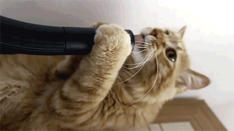 Today I Learned Some Animals Really Like Vacuums. Maybe a Bit Too Much Today I Learned Some Animals Really Like Vacuums. Maybe a Bit Too Much