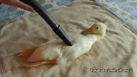 Today I Learned Some Animals Really Like Vacuums. Maybe a Bit Too Much Today I Learned Some Animals Really Like Vacuums. Maybe a Bit Too Much