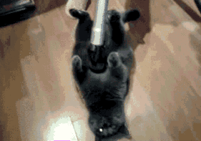 Today I Learned Some Animals Really Like Vacuums. Maybe a Bit Too Much Today I Learned Some Animals Really Like Vacuums. Maybe a Bit Too Much