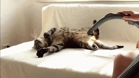 Today I Learned Some Animals Really Like Vacuums. Maybe a Bit Too Much Today I Learned Some Animals Really Like Vacuums. Maybe a Bit Too Much