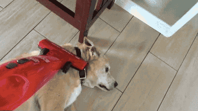 Today I Learned Some Animals Really Like Vacuums. Maybe a Bit Too Much Today I Learned Some Animals Really Like Vacuums. Maybe a Bit Too Much