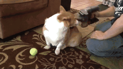Today I Learned Some Animals Really Like Vacuums. Maybe a Bit Too Much Today I Learned Some Animals Really Like Vacuums. Maybe a Bit Too Much