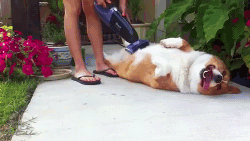 Today I Learned Some Animals Really Like Vacuums. Maybe a Bit Too Much Today I Learned Some Animals Really Like Vacuums. Maybe a Bit Too Much