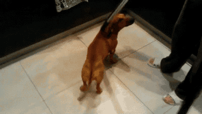 Today I Learned Some Animals Really Like Vacuums. Maybe a Bit Too Much Today I Learned Some Animals Really Like Vacuums. Maybe a Bit Too Much