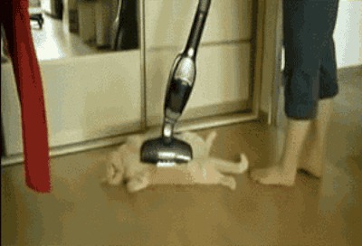 Today I Learned Some Animals Really Like Vacuums. Maybe a Bit Too Much