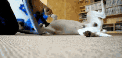 Today I Learned Some Animals Really Like Vacuums. Maybe a Bit Too Much Today I Learned Some Animals Really Like Vacuums. Maybe a Bit Too Much
