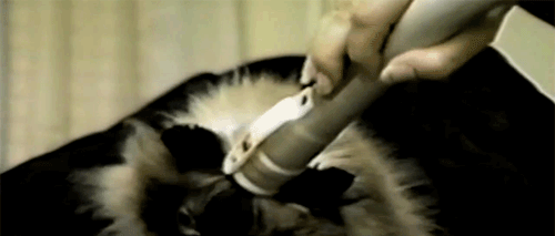 Today I Learned Some Animals Really Like Vacuums. Maybe a Bit Too Much Today I Learned Some Animals Really Like Vacuums. Maybe a Bit Too Much