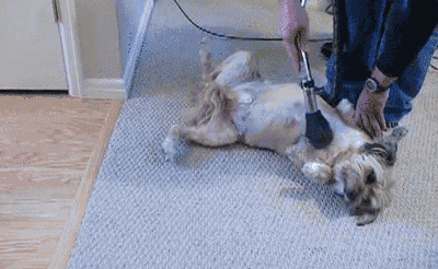Today I Learned Some Animals Really Like Vacuums. Maybe a Bit Too Much Today I Learned Some Animals Really Like Vacuums. Maybe a Bit Too Much