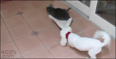 These 10 Hilarious Pieces of Evidence Prove That Cats Rule  These 10 Hilarious Pieces of Evidence Prove That Cats Rule