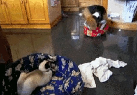  These 10 Hilarious Pieces of Evidence Prove That Cats Rule