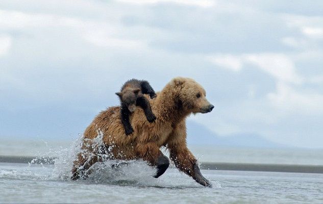 How to ride bear-back