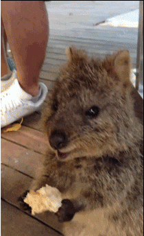 Watching Animals Chewing Is The Cutest Thing You Will See Today Watching Animals Chewing Is The Cutest Thing You Will See Today