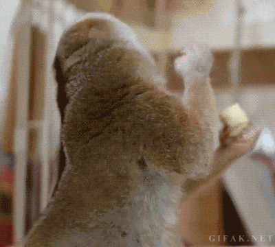 Watching Animals Chewing Is The Cutest Thing You Will See Today Watching Animals Chewing Is The Cutest Thing You Will See Today