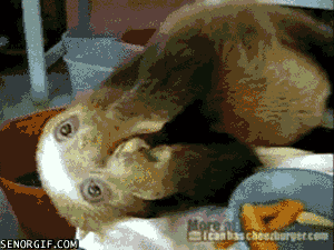 Watching Animals Chewing Is The Cutest Thing You Will See Today Watching Animals Chewing Is The Cutest Thing You Will See Today