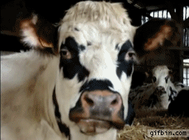 Watching Animals Chewing Is The Cutest Thing You Will See Today Watching Animals Chewing Is The Cutest Thing You Will See Today