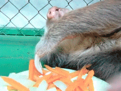 Watching Animals Chewing Is The Cutest Thing You Will See Today Watching Animals Chewing Is The Cutest Thing You Will See Today