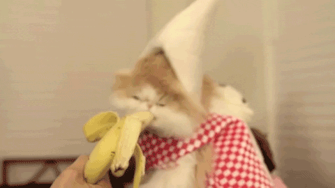 Watching Animals Chewing Is The Cutest Thing You Will See Today Watching Animals Chewing Is The Cutest Thing You Will See Today