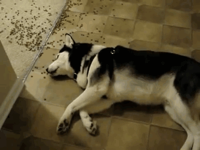 Watching Animals Chewing Is The Cutest Thing You Will See Today Watching Animals Chewing Is The Cutest Thing You Will See Today