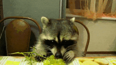 Watching Animals Chewing Is The Cutest Thing You Will See Today Watching Animals Chewing Is The Cutest Thing You Will See Today