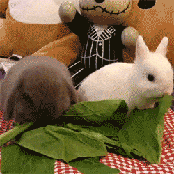 Watching Animals Chewing Is The Cutest Thing You Will See Today Watching Animals Chewing Is The Cutest Thing You Will See Today