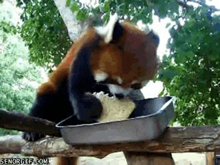 Watching Animals Chewing Is The Cutest Thing You Will See Today Watching Animals Chewing Is The Cutest Thing You Will See Today