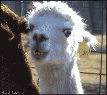 Watching Animals Chewing Is The Cutest Thing You Will See Today Watching Animals Chewing Is The Cutest Thing You Will See Today