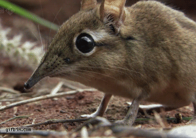 Watching Animals Chewing Is The Cutest Thing You Will See Today Watching Animals Chewing Is The Cutest Thing You Will See Today