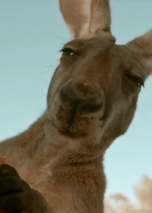 Watching Animals Chewing Is The Cutest Thing You Will See Today Watching Animals Chewing Is The Cutest Thing You Will See Today