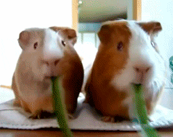 Watching Animals Chewing Is The Cutest Thing You Will See Today Watching Animals Chewing Is The Cutest Thing You Will See Today