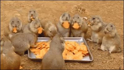 Watching Animals Chewing Is The Cutest Thing You Will See Today Watching Animals Chewing Is The Cutest Thing You Will See Today