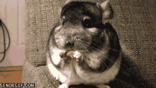 Watching Animals Chewing Is The Cutest Thing You Will See Today Watching Animals Chewing Is The Cutest Thing You Will See Today