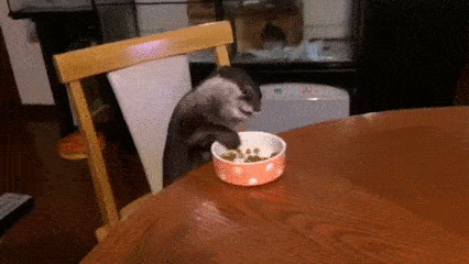 Watching Animals Chewing Is The Cutest Thing You Will See Today Watching Animals Chewing Is The Cutest Thing You Will See Today