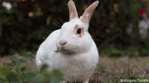 Watching Animals Chewing Is The Cutest Thing You Will See Today Watching Animals Chewing Is The Cutest Thing You Will See Today
