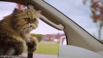 17 Perfect And Adorable Uses For Your Cat 17 Perfect And Adorable Uses For Your Cat