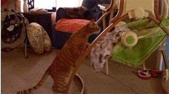 17 Perfect And Adorable Uses For Your Cat 17 Perfect And Adorable Uses For Your Cat
