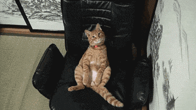 17 Perfect And Adorable Uses For Your Cat 17 Perfect And Adorable Uses For Your Cat