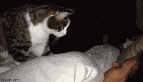 17 Perfect And Adorable Uses For Your Cat 17 Perfect And Adorable Uses For Your Cat