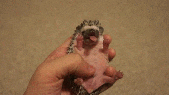 Funny Yawning Animals Funny Yawning Animals