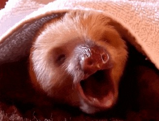 Funny Yawning Animals