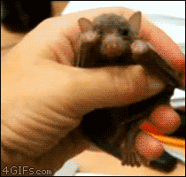 Funny Yawning Animals Funny Yawning Animals
